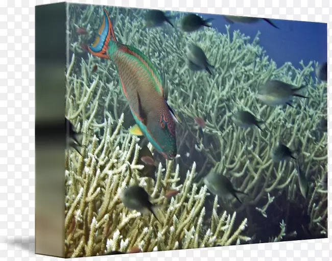石珊瑚珊瑚礁鱼类生态系统海洋生物