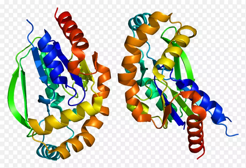 KK 2蛋白激酶MeCP 2受体酪氨酸激酶