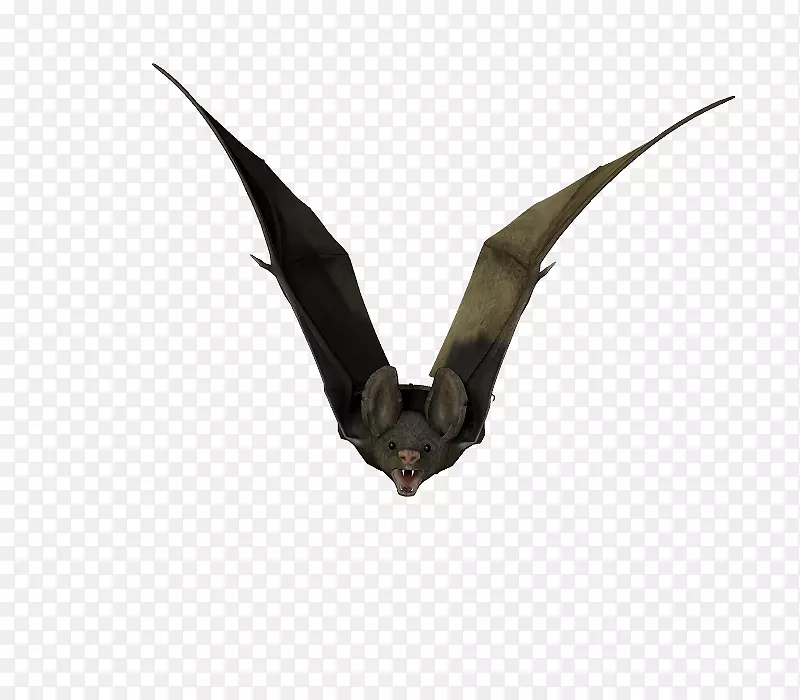 视觉艺术摄影蝙蝠