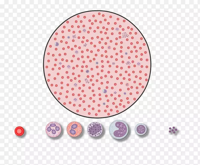 红细胞白血球全血细胞计数