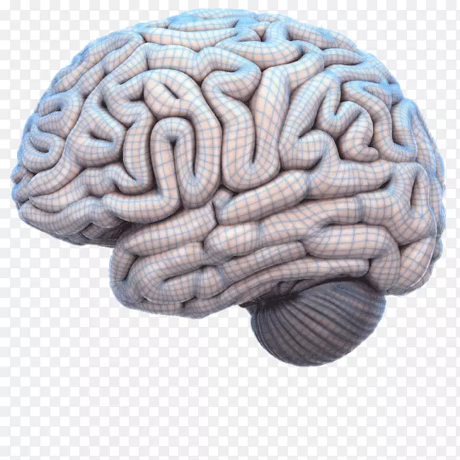脑图人脑工程解剖-脑
