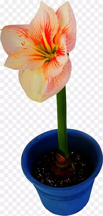 百合花-植物