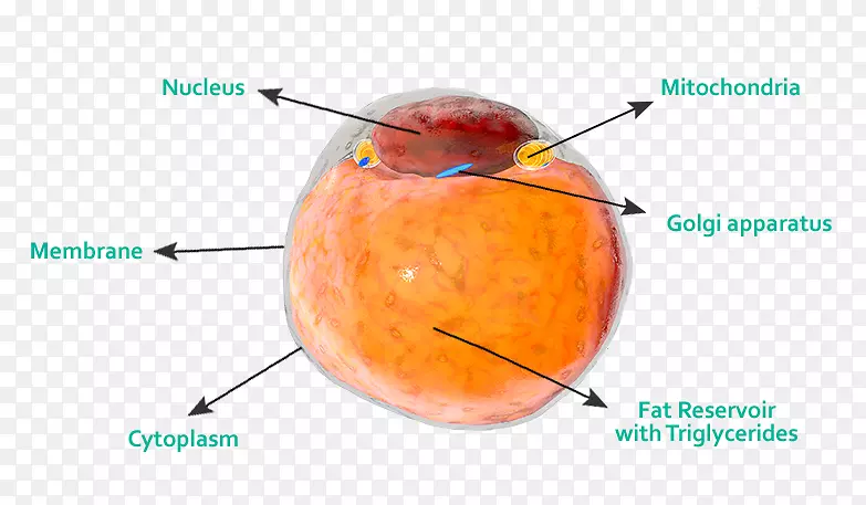 脂肪组织成体干细胞脂肪组织