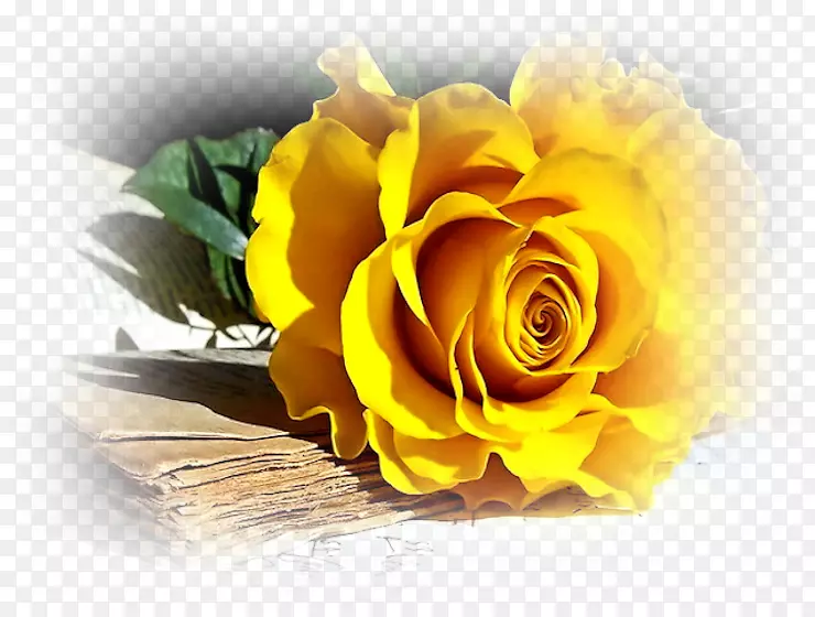 玫瑰花桌面壁纸黄玫瑰