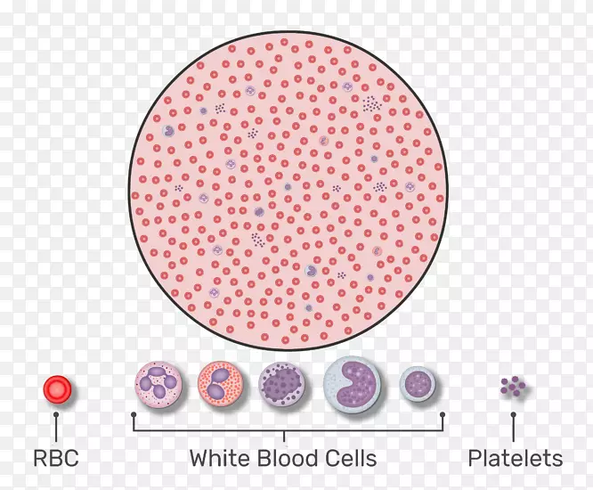 红细胞白血球全血细胞计数
