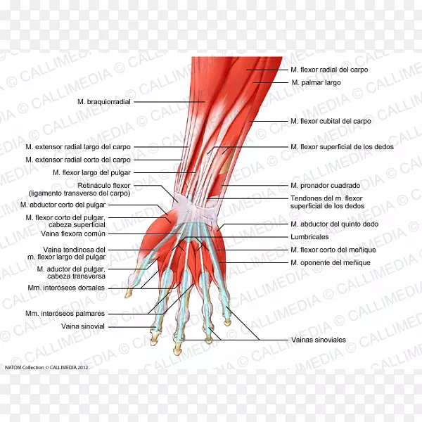 指肌前臂肌肉系统手-手