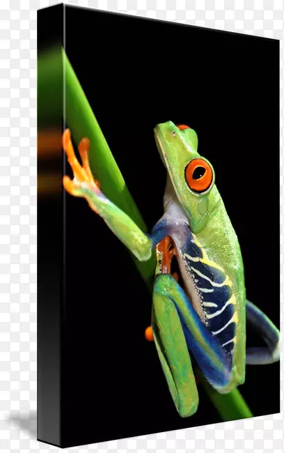 红眼树蛙-红眼树蛙