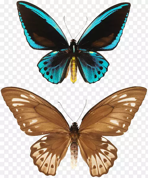 帝王蝶蛾，有翅膀的蝴蝶.如毛刷脚的蝴蝶-.