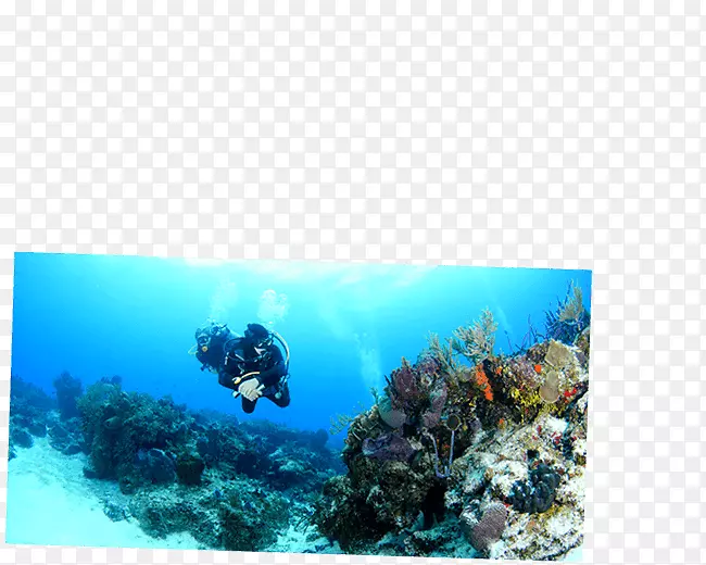 普拉亚德尔卡门科祖梅尔加勒比珊瑚礁水下潜水-潜水帕兰卡