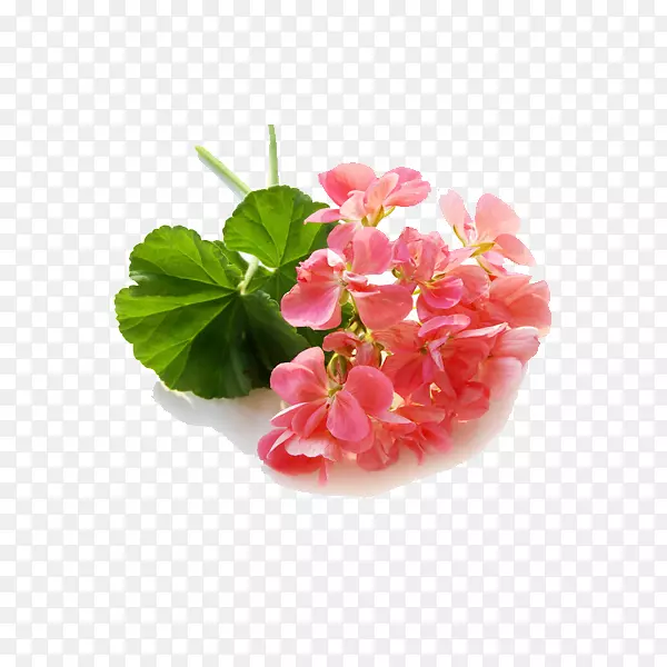 香甜天竺葵-月季油天竺葵精油-玫瑰
