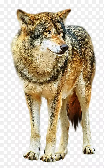 阿拉斯加冻原狼，红狼