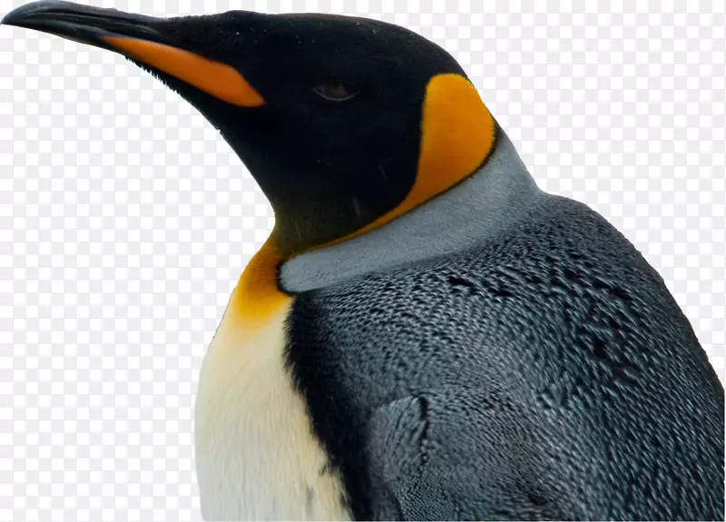 企鹅王帕奎诺雷诺科隆尼亚系编号-企鹅
