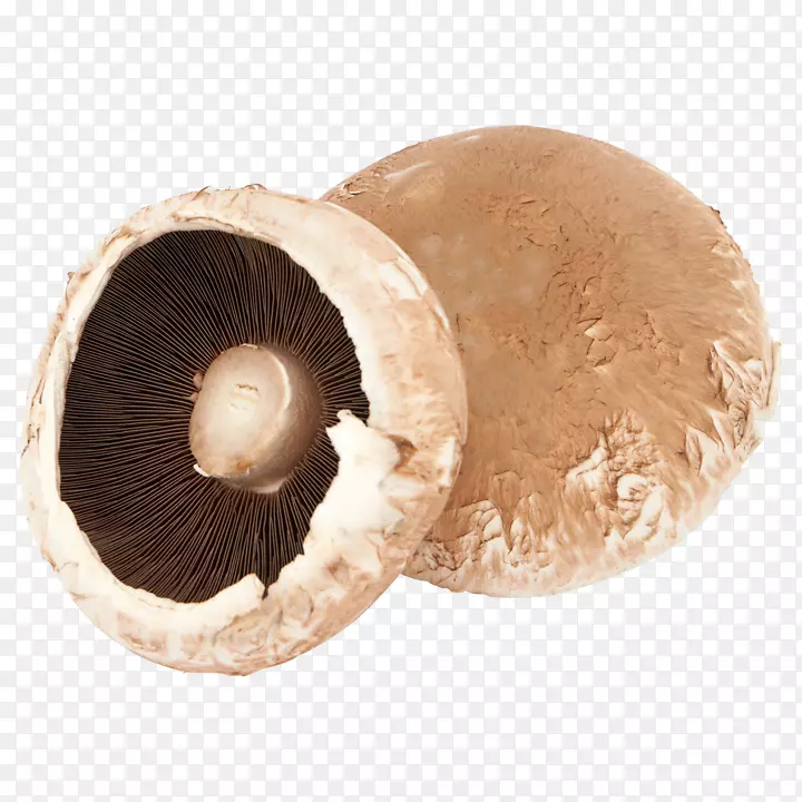 普通蘑菇马耳他仓库价格