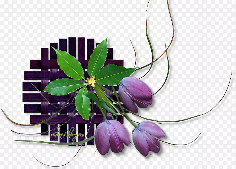 花卉设计剪花网页浏览器-花卉
