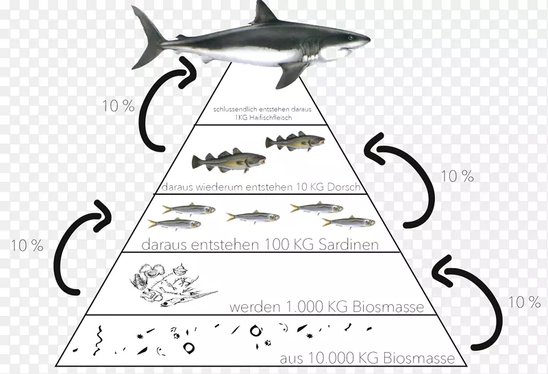 生态金字塔生态系统食物链生物学