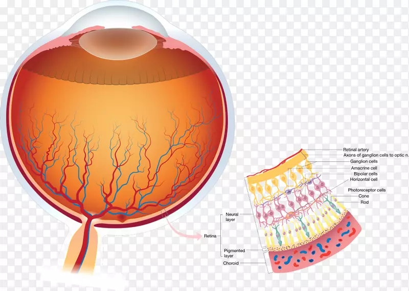 视网膜-人眼解剖视觉知觉-眼睛