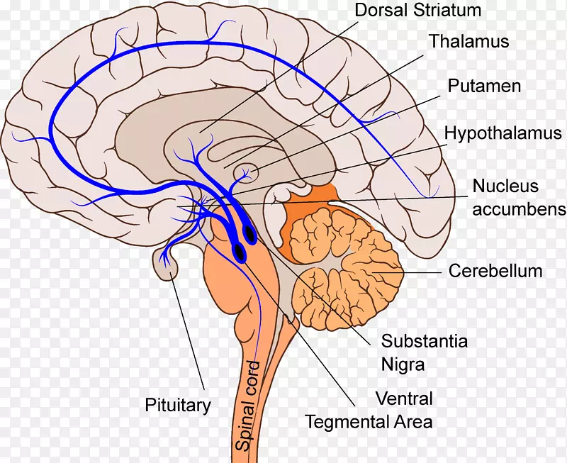 智人中脑通路网状结构多巴胺脑
