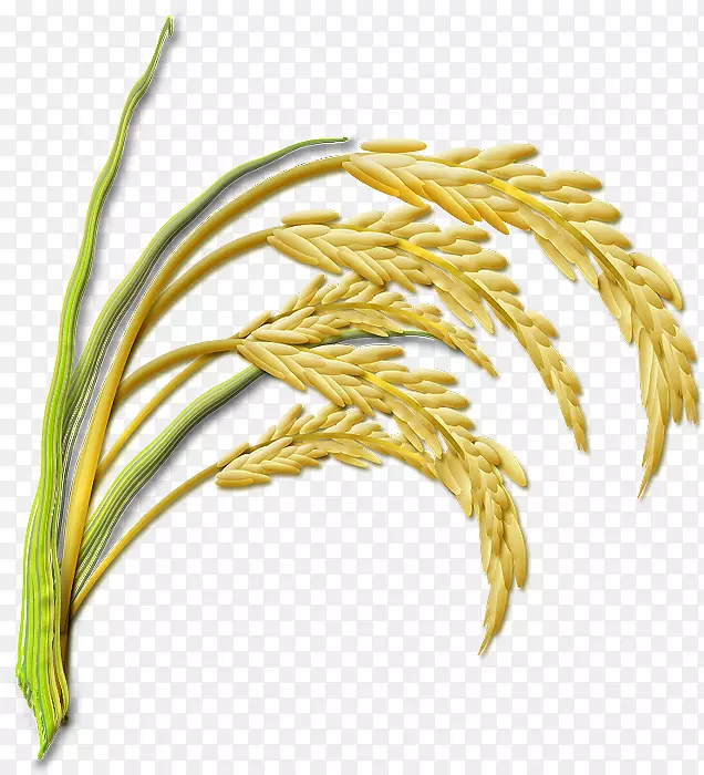 谷类水稻稲刈り常盤村養鶏農業協同組合-水稻