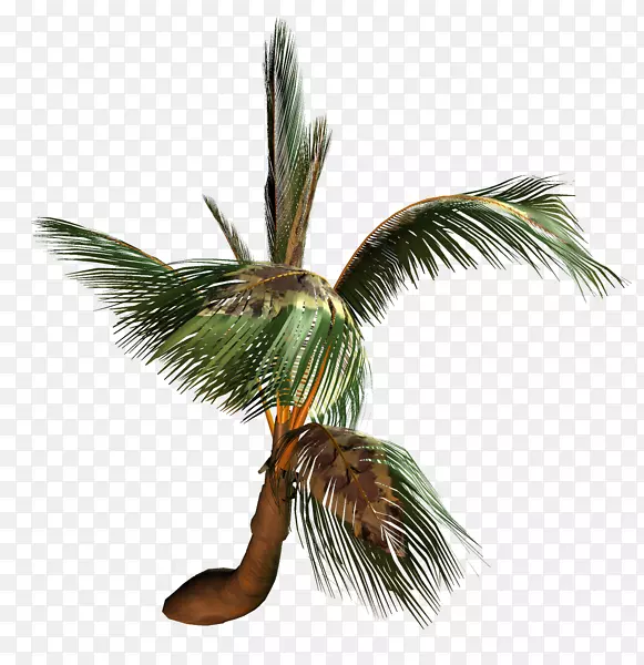 椰子树科树画-椰子