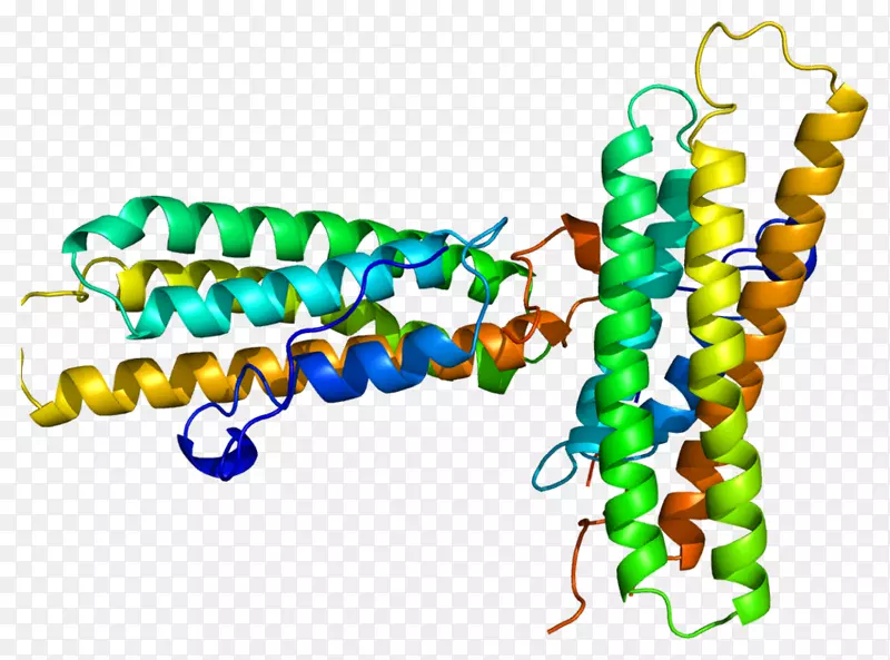 维管蛋白距骨素蛋白α螺旋catenin整合素