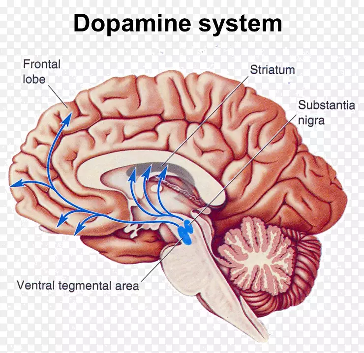 伏隔核腹侧被盖区脑多巴胺-脑