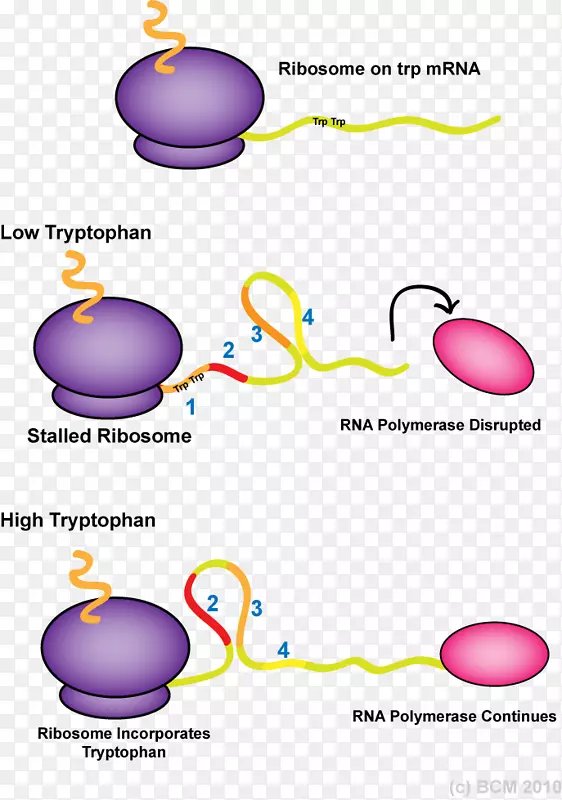 trp操纵子衰减器rna聚合酶茎环