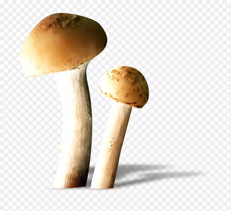 食用菌食品-蘑菇