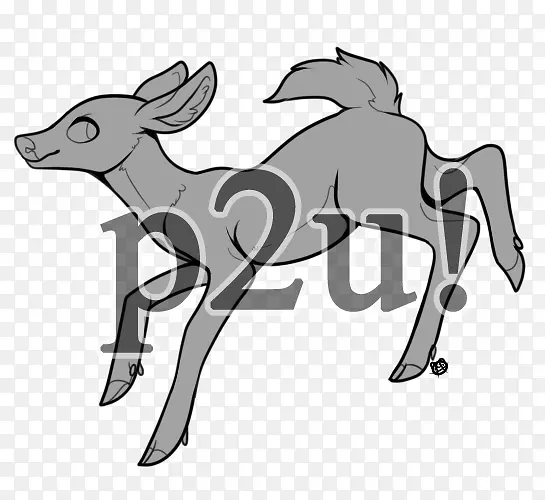 驯鹿骡子羚羊角鹿