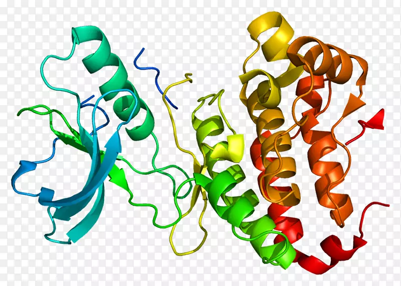 Eph受体A3蛋白受体基因
