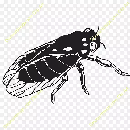 甲虫真虫蝶翅甲虫