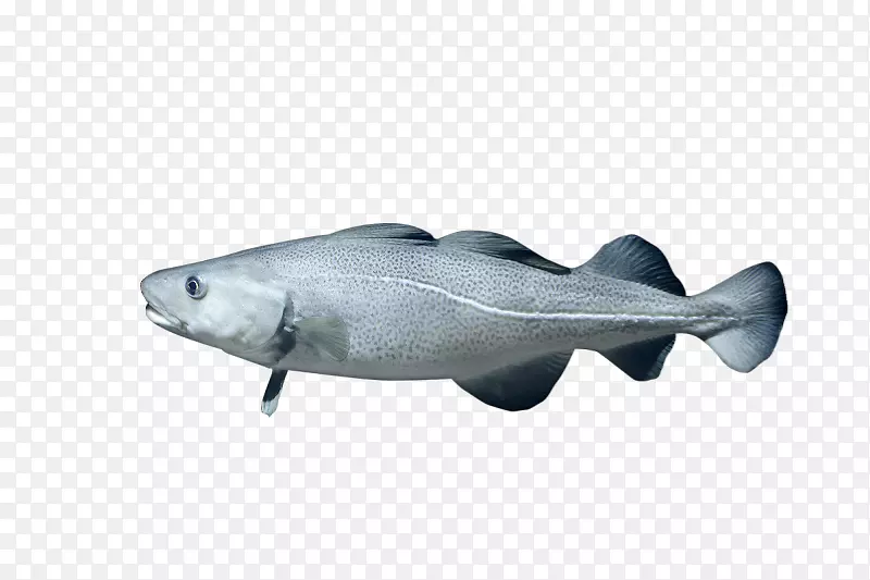 鳕鱼海洋生物海洋油性鱼类动物大西洋鳕鱼