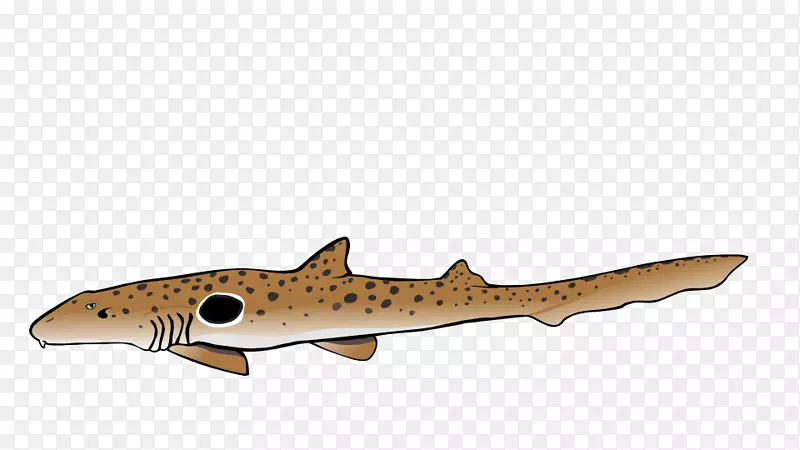 鳞状鲨鱼-骨骼鱼类