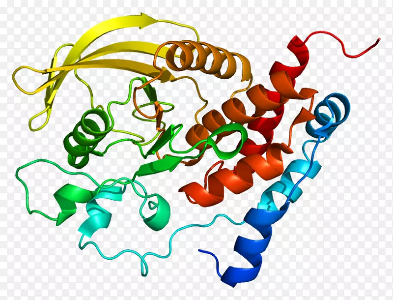 蛋白酪氨酸磷酸酶基因受体
