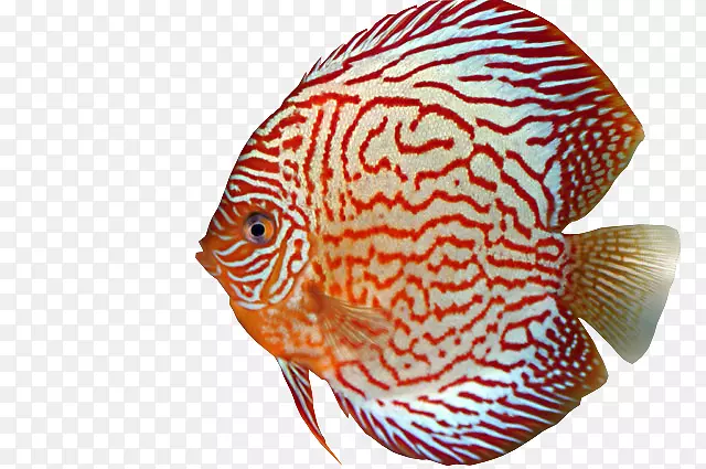 鱼类铁饼海洋生物水族馆眼鱼