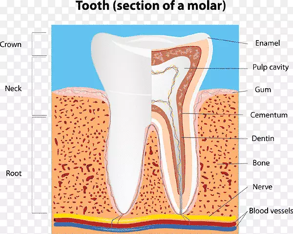 人牙齿解剖磨牙冠