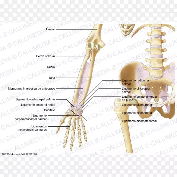 人骨骼韧带肘部前臂骨骼