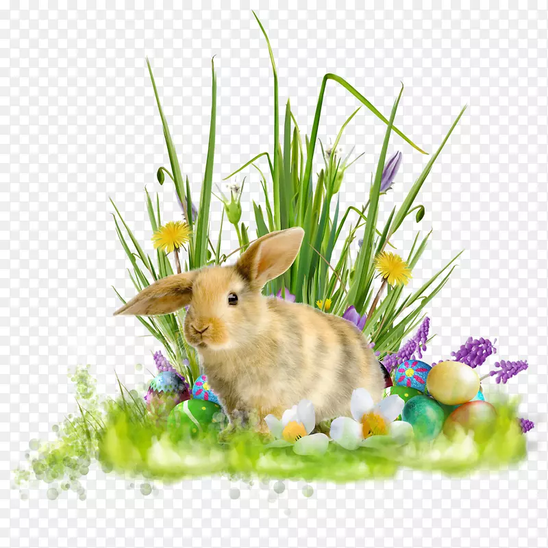 家兔复活节兔子假期-复活节
