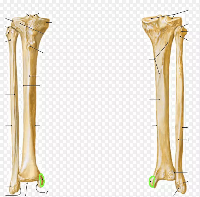 胫骨内侧髁髋腓骨外侧髁-骨骼