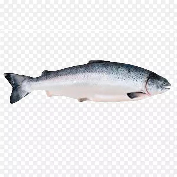 三文鱼作为食物鱼鲑鱼作为食物海鲜-鱼