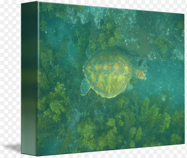 海龟生态池塘海龟海洋生物-海龟