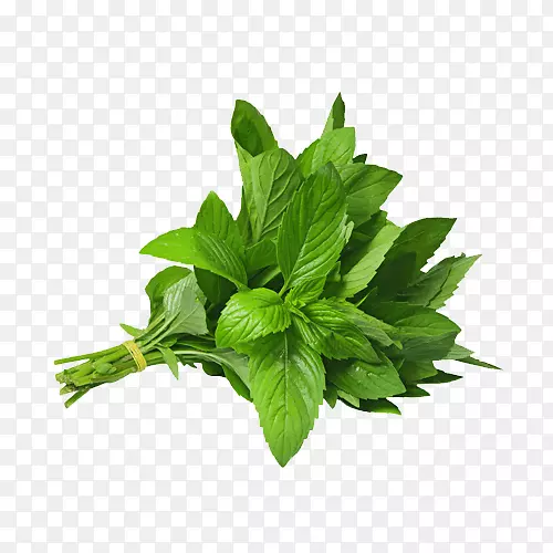 薄荷草本植物越南香菜摄影-薄荷