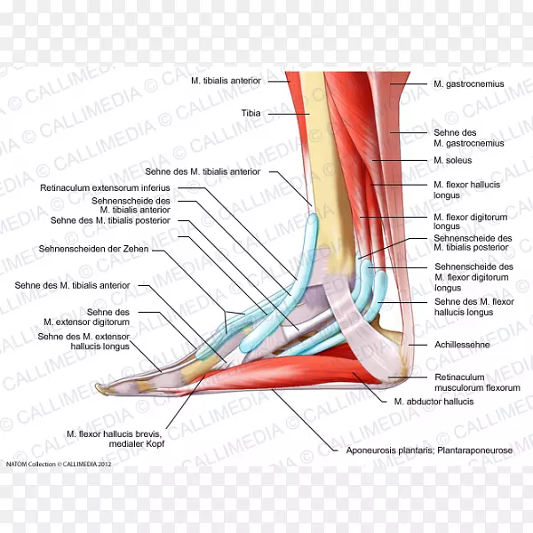 肘足人体解剖肌囊