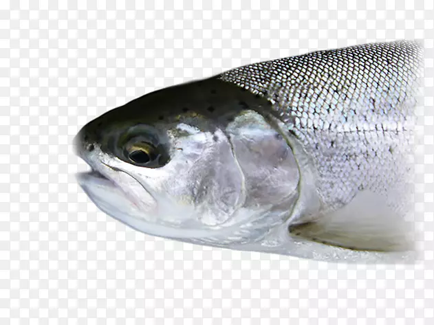 沙丁鱼渔业科学渔业鱼产品.鱼类