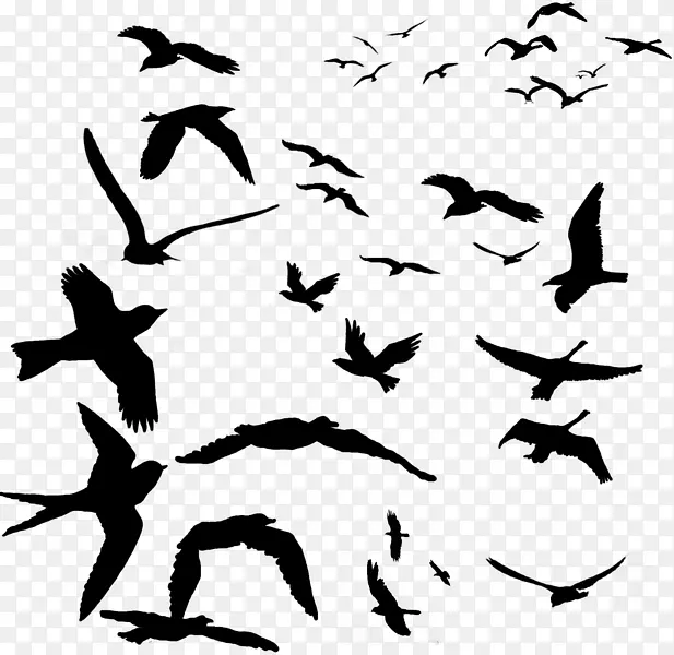 鸟类迁徙，喙鹦鹉群.剪影鸟
