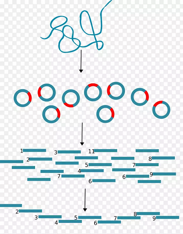 分子克隆分子生物学DNA遗传学技术