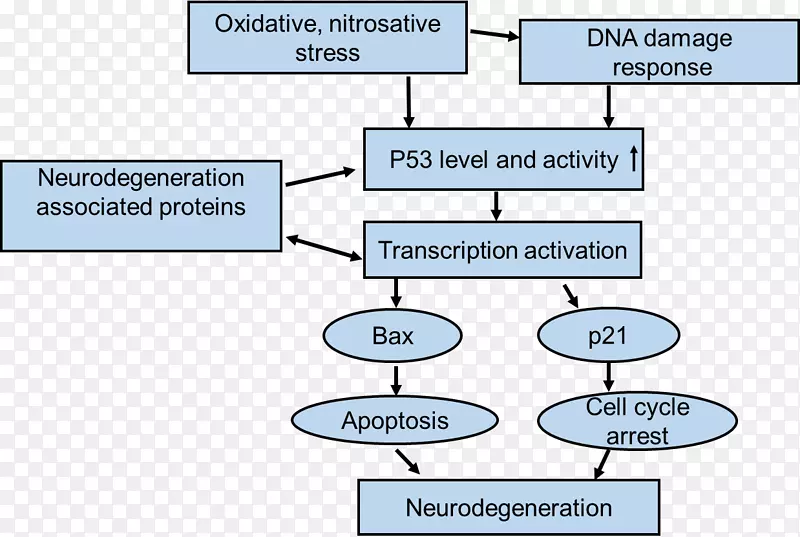 神经变性p53帕金森病氧化应激p53上调凋亡调节剂