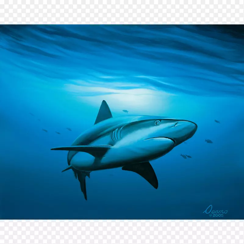 大白鲨虎鲨水彩画-鲨鱼