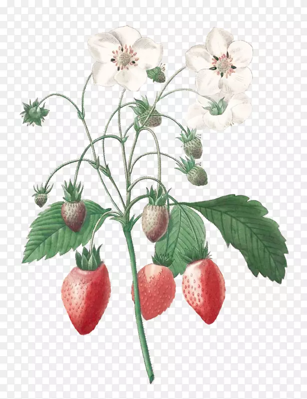 Pierre-Joseph redouté(1759-1840)Choix des plus BELLES植物插画艺术-草莓插画