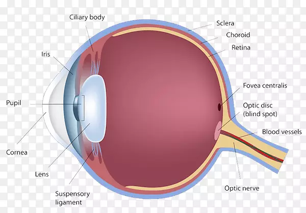 人眼图视网膜解剖学