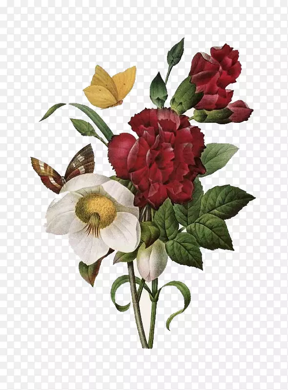 亚马逊网站上最漂亮的花，玫瑰，花之书